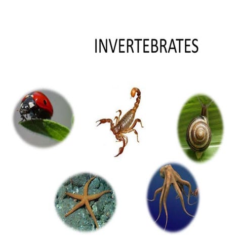 Invertebrate animals