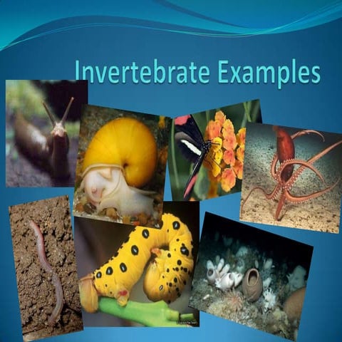 Invertebrate examples