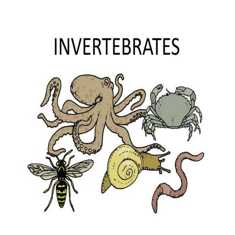Invertebrates