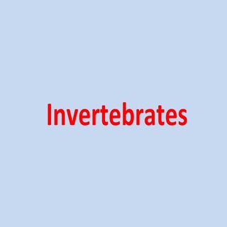 Invertebrates