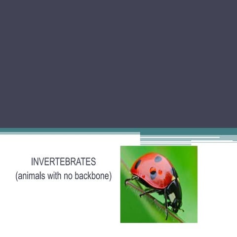 Invertebrates