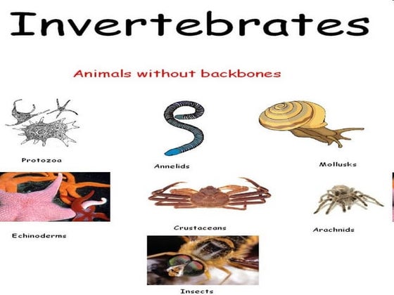 Invertebrates Animals Examples