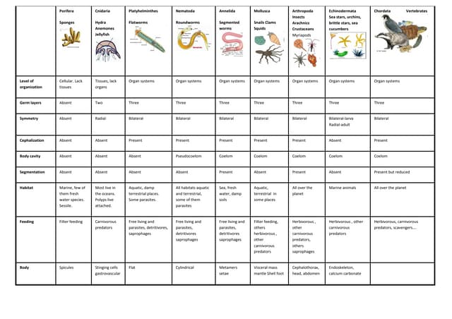 general characteristics of invertebrates invertebrates chart