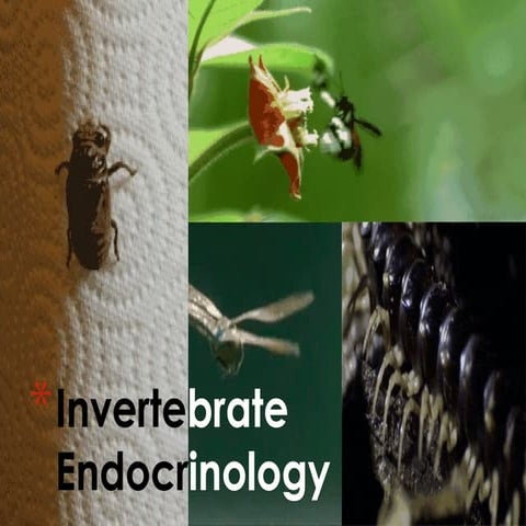 Inverts ppt inverts ppt Endocrinology.pptx