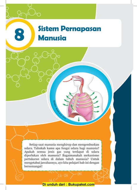 Bab 8 sistem pernapasan manusia | PPT