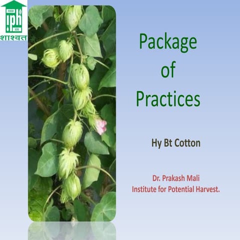 Cotton Cultivation Practices in Maharashtra