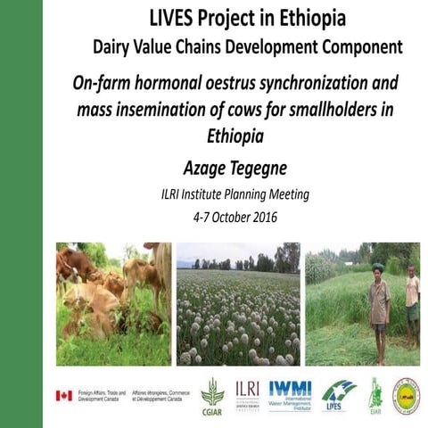 On-farm hormonal oestrus synchronization and mass insemination of cows for sm...