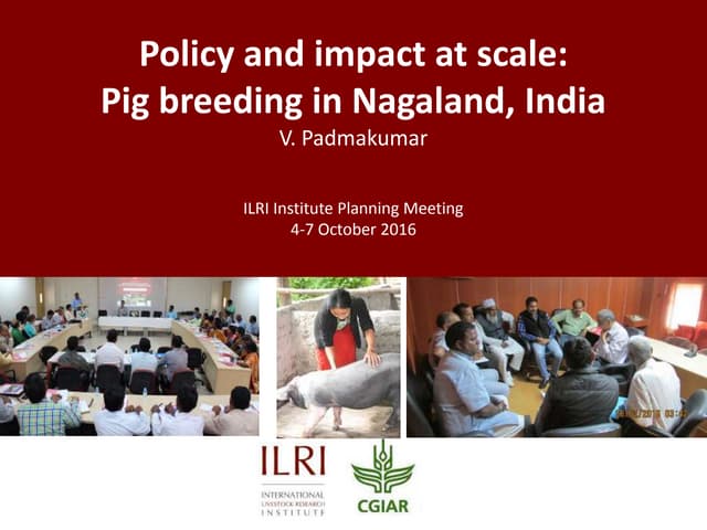 Policy and impact at scale: Pig breeding in Nagaland India PPTX Pets Policy and impact at scale: Pig breeding in Nagaland India PPTX Pets