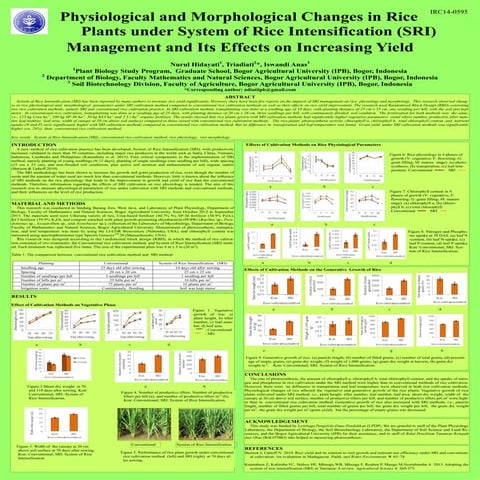 1427- Physiological and morphological changes in rice plants under SRI