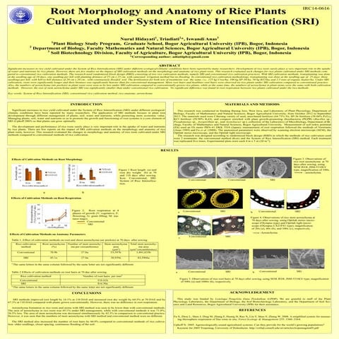 1429- Root morphology and anatomy of rice plants cultivated under SRI
