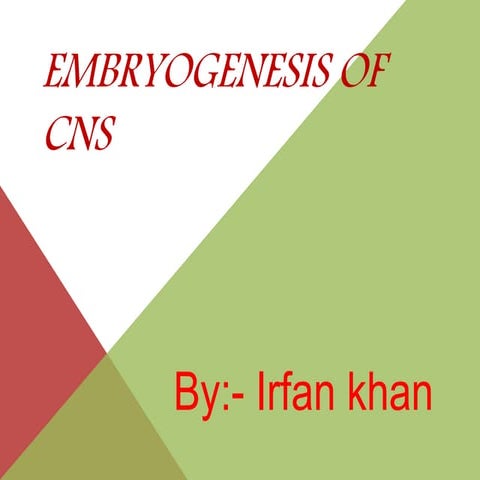 embroyogenesis of CNS