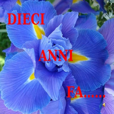 Auguri a Iris