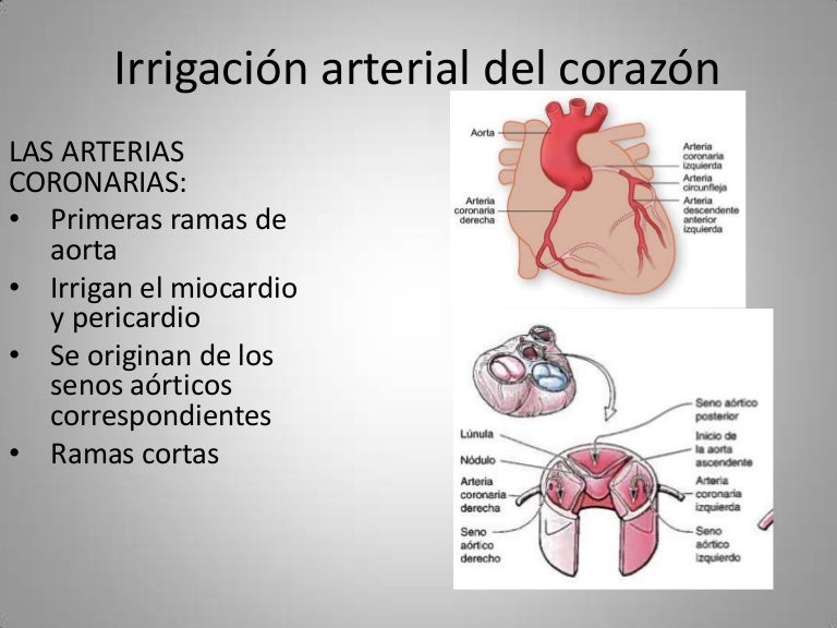 Dominante arteria coronaria