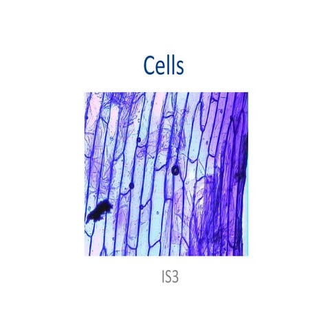 IS3 CELLS