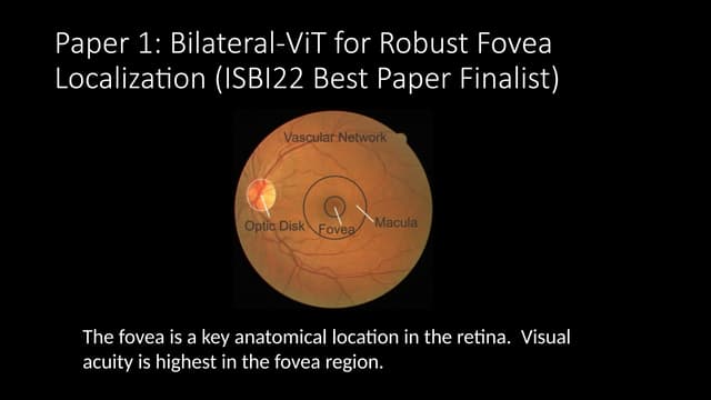 Bilateral-ViT for Robust Fovea Localization (ISBI22 Best Paper Finalist)