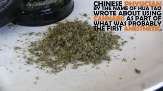 Is the Cannabis Plant Really Medicine? Let's Look at History...