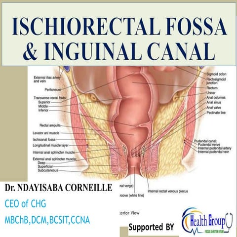 Ischiorectal_Fossa & Inguinal canal.pptx