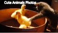 Best Cute Animals Photos