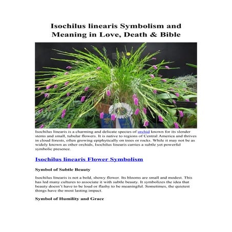 Maxillaria densa Symbolism and Meaning in Love, Death & Bible.docx