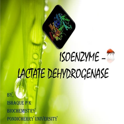 LDH Isoenzymes 
