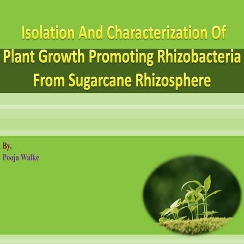 Isolation and characterization of plant growth promoting rhizobacteria from sugarcane rhizosphere