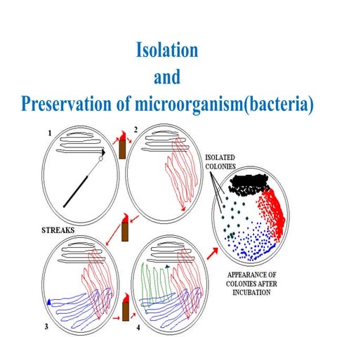 Isolation and preservation of microorganism bacteria