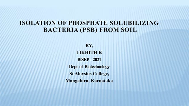 Isolation of phosphate solubilizing bacteria (PSB) from soil Likhith K
