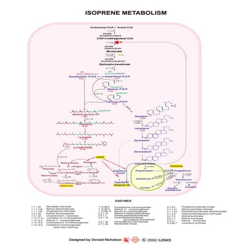 Isoprene metabolism