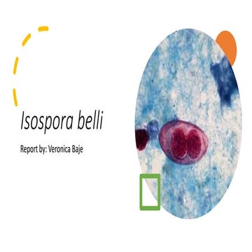 Isospora belli