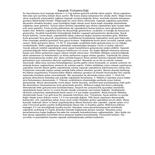 Ispanak yetiştiriciliği