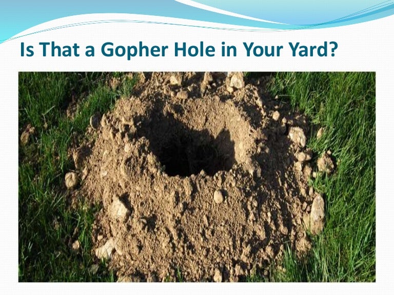 Is that a gopher hole in your yard
