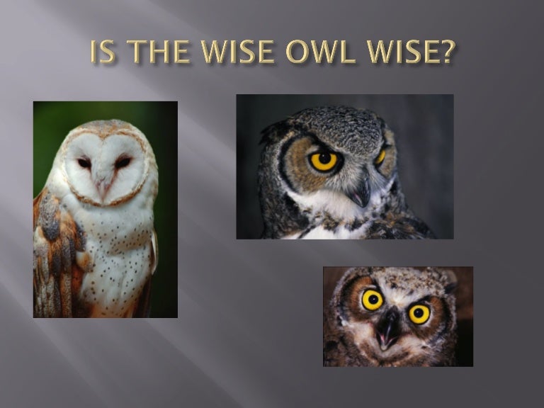 Is the wise owl wise 2