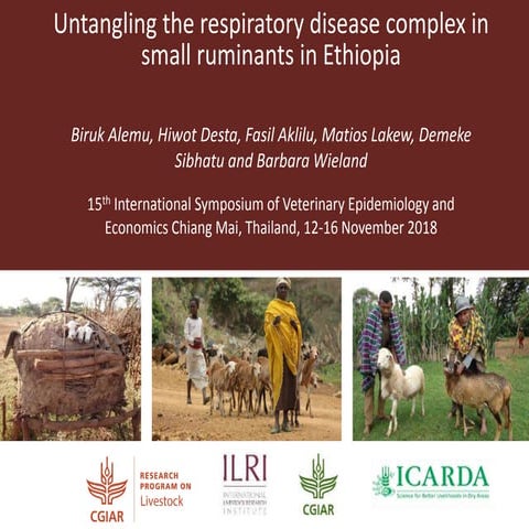 Untangling the respiratory disease complex in small ruminants in Ethiopia
