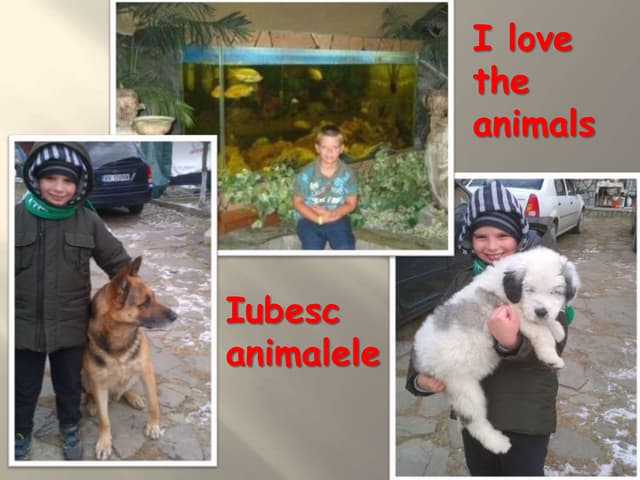 Iubesc animalele