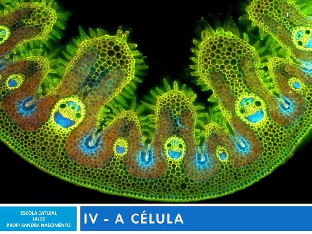 IV - CÉLULA