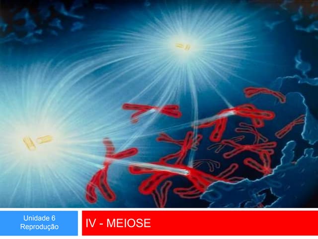 Meiose