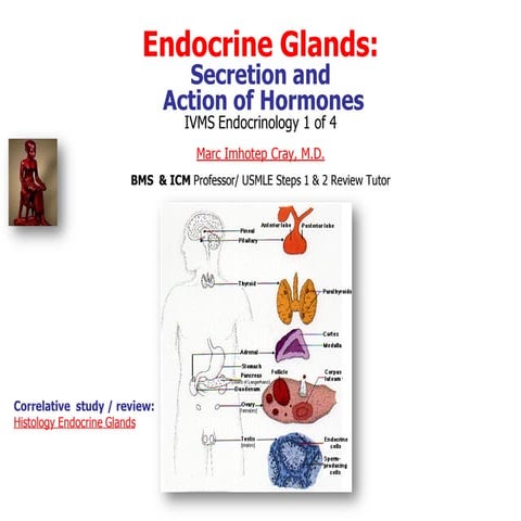 IVMS Endocrine Secretion and Action I