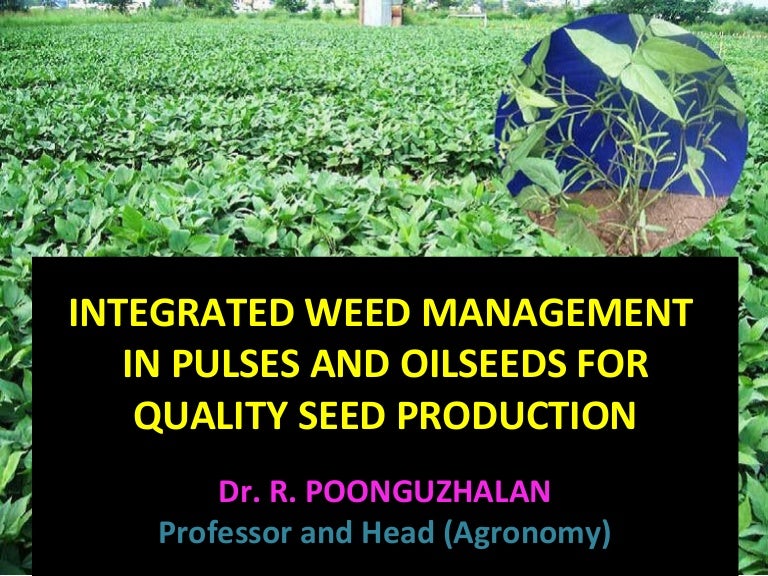 Integrated weed Management in pulses and oilseeds