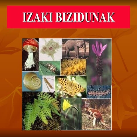 Izaki bizidunak ismael-2