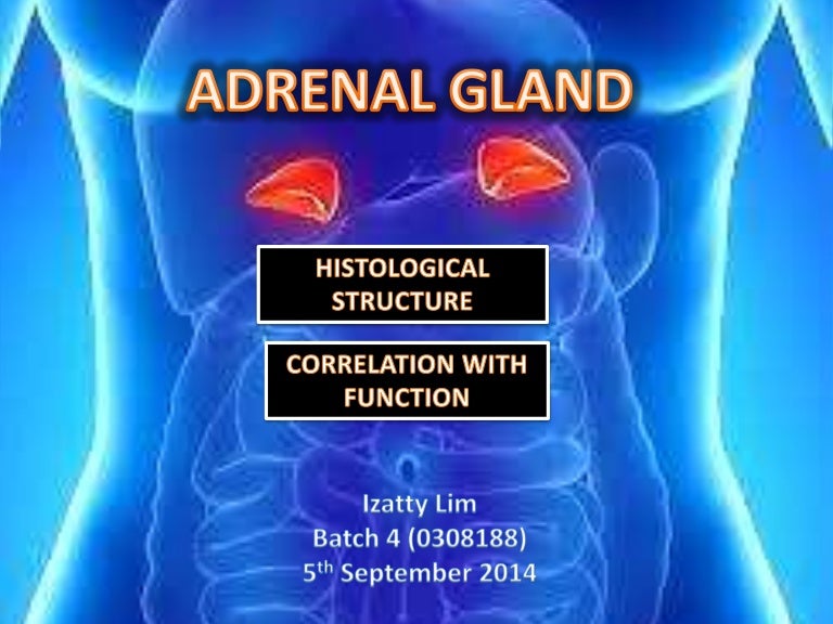 HISTOLOGY OF ADRENAL GLAND & CORRELATION WITH FUNCTION