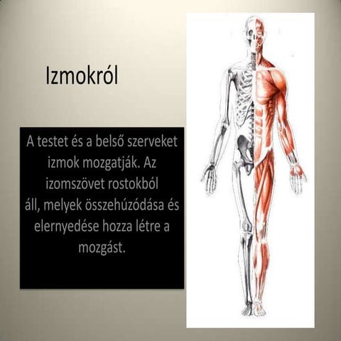 Csontok, csontvázrendszer | PPTX