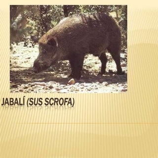 Jabalí (sus scrofa)
