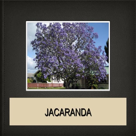 Jacaranda | PPT