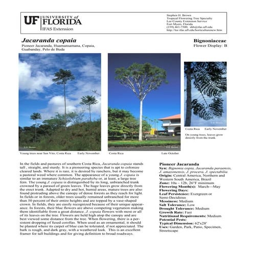 Jacaranda copaia | PDF