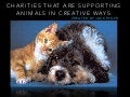 Jack D Ryger: Creative Animal Charities
