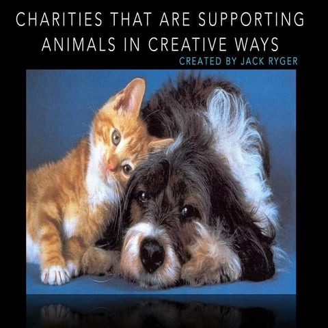 Jack D Ryger: Creative Animal Charities