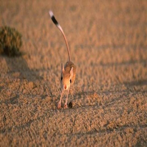 Jaculus jaculus - FOTOS