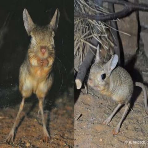Jaculus orientalis - FOTOS