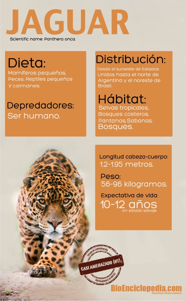 Infografía del Jaguar