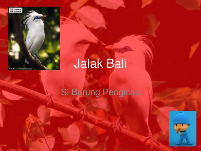 Jalak Bali